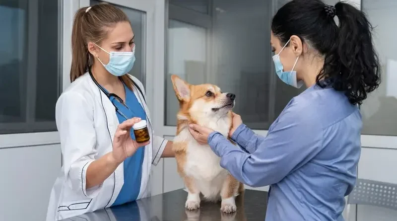Best Veterinary Hospital taking care
