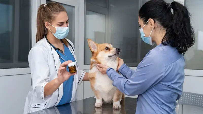 Best Veterinary Hospital taking care
