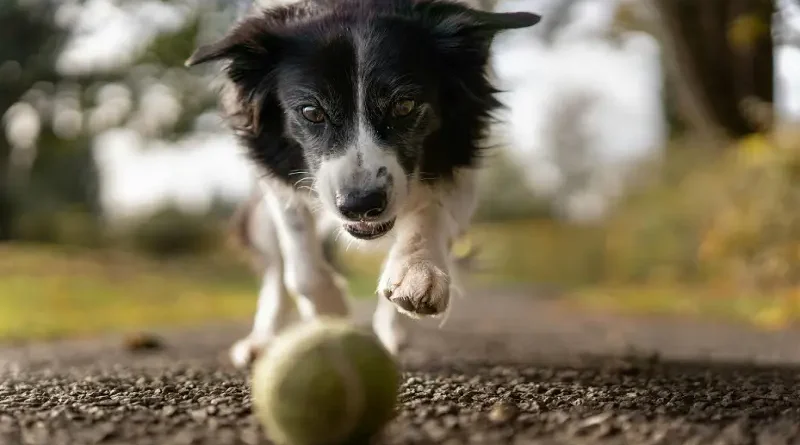 Summertime Adventures You Can Have with Your Dog