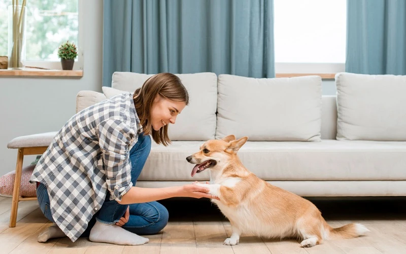 Prevents Common Pet Issues